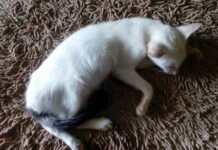 Methods of Picking the very best Water-Resistant Dog Bed. wash n zip pet bed