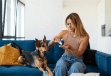 The most recommended CBD oil products for dogsÂ